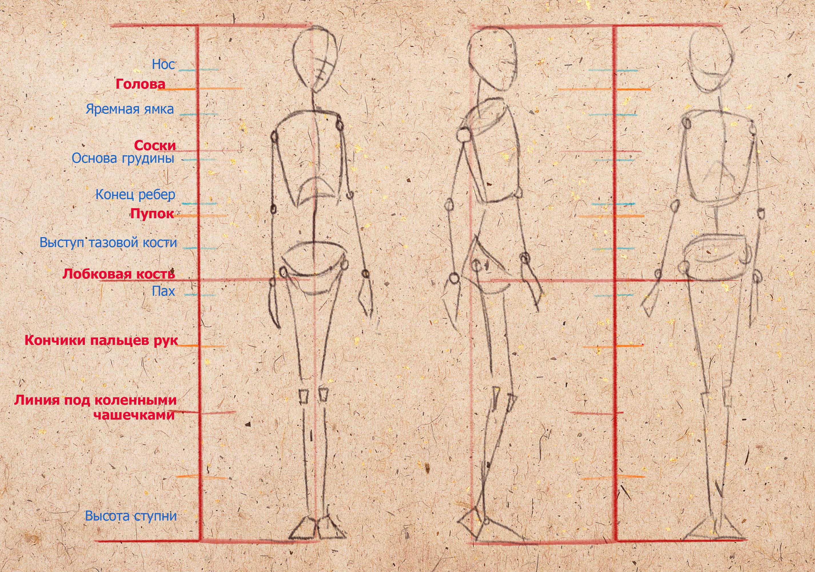 Пропорции человеческого тела для рисования
